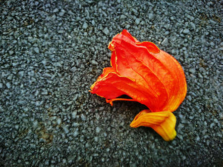 Erythrina variegata flower are orange colour.の写真素材