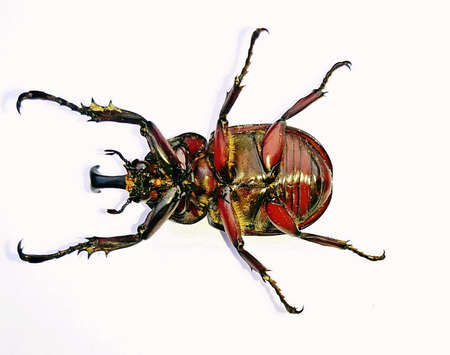 Dynastinae daisy beetle on a white background