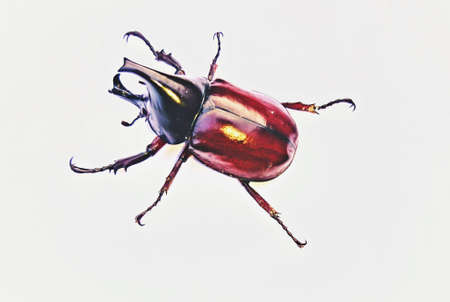 Dynastinae daisy beetle on a white backgroundの写真素材