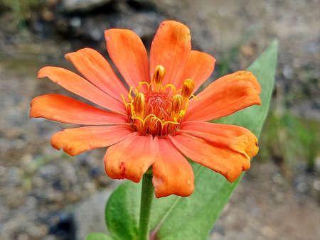 Orange flower blooming in the garden