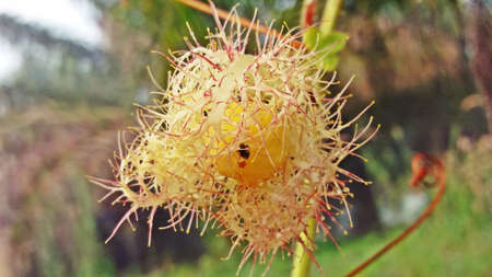 Fetid passionflower in the forest