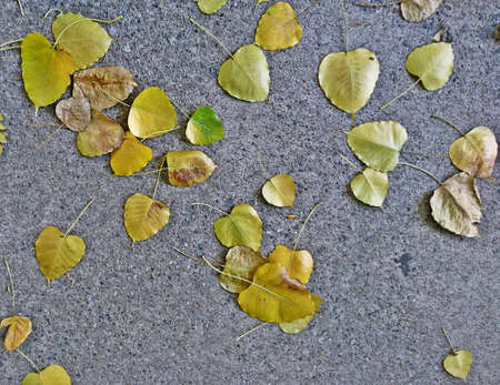 Top view of yellow Bodhi leaves on concrete backgroundの写真素材