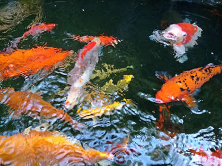 Many Colorful of fancy carp fish swimming in a fish pondの写真素材