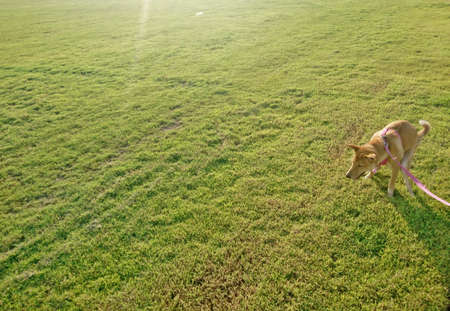Dogs defecate on the green lawnの写真素材