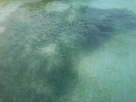 Many small fish n the sea under wate near the harbor