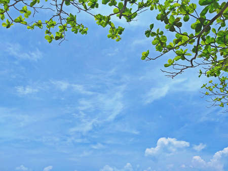 A tree with green leaves with the sky and cloudsの写真素材