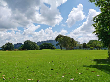 Green lawn with bamboo trees with clouds and blue sky backgroundの写真素材