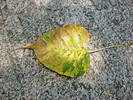 The PHO leaf spot fell on the concrete floorの写真素材