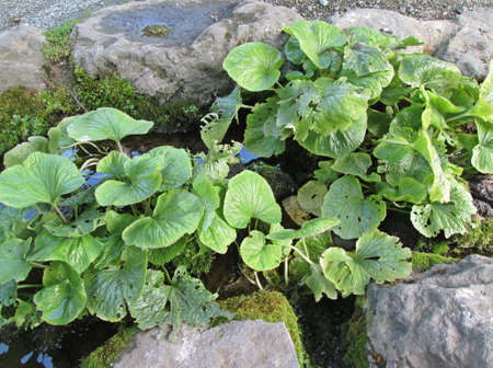 Close-up of Wasabi plant leaf in farm from japanの写真素材