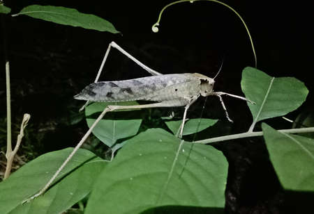 Brown locust in the forest at night