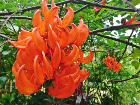Mucuna bennettii F. Muell, the orange flower in the forestの写真素材