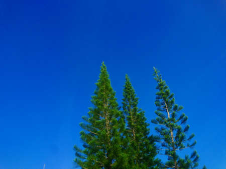 Beautiful Green pine trees and blue sky backgroundの写真素材