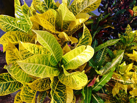 The many beautiful pattern of the leaves Oksn treeの写真素材