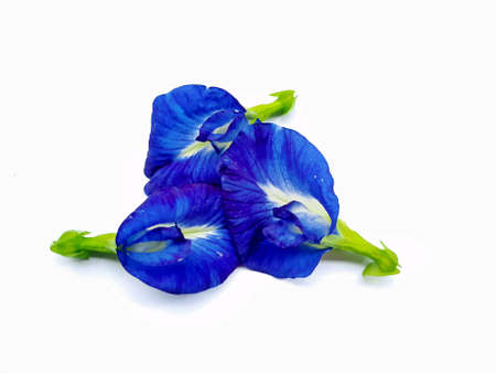 Clitoria ternatea, also referred to as the butterfly-pea, blue-pea, Cordofan pea or Asian pigeonwings on the white backgroundの写真素材