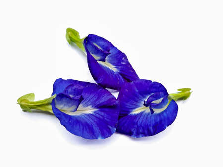 Clitoria ternatea, also referred to as the butterfly-pea, blue-pea, Cordofan pea or Asian pigeonwings on the white backgroundの写真素材