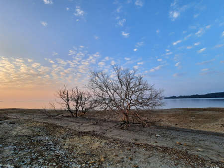 The leafless tree on the edge of the mangrove forest is dyingの写真素材