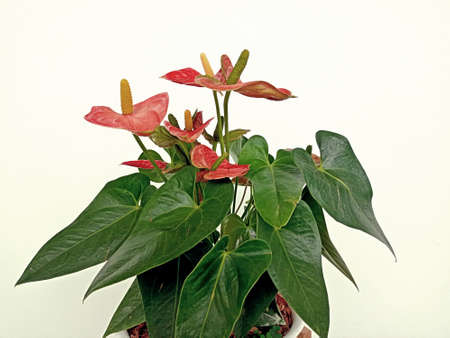 Flamingo flower or Boy flower on the white  background