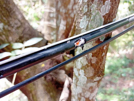 Fiber optic cable bitten by a squirrel ,reasons for not being able to access the Internet