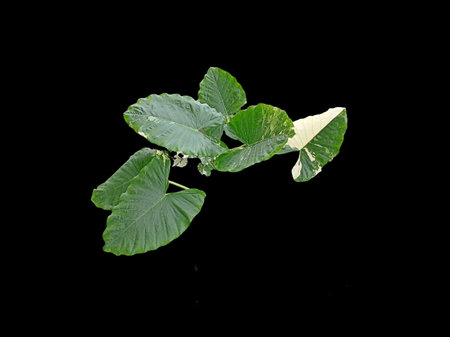 Many leaf of Alocasia macrorrhizos variegated on white blackgroundの写真素材