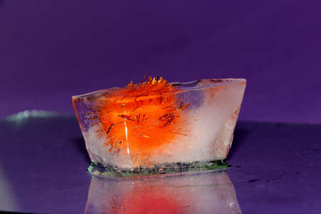 an overgrown ball resembling a virus frozen in an ice cube on a purple background