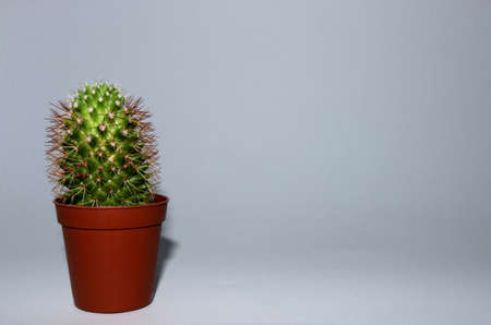 a small cactus in the lower left corner on a white background