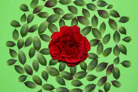 red flower in the middle of the composition around it creatively arranged houseleek sempervivum on a...