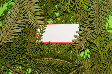 creative natural background of evergreen leaves and white cards as copy space, eco green background