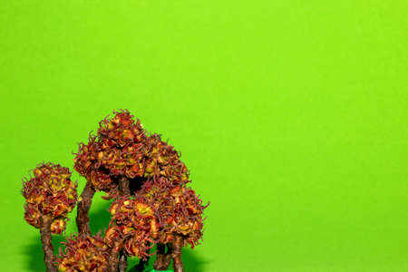 minimal forest composition, treeto in the lower left corner and lots of copy space, green backgroundの写真素材