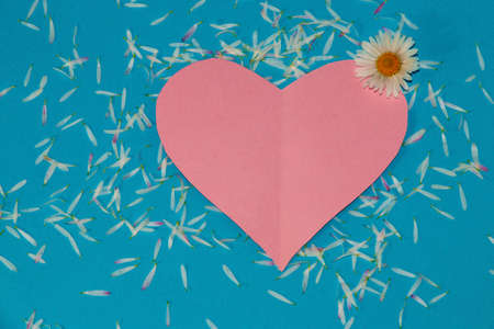 pink paper heart on a blue background with daisy flower on it, around everywhere petals of daisy creative spirng concept, flat design, copy space on the heartsの写真素材
