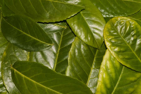 creative jungle leaf wallpaper, creative design, flat lay, writing space