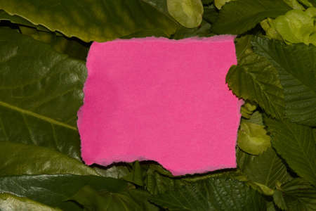 creative natural background of leaves with pink blank card as copy space, creative summer design,...