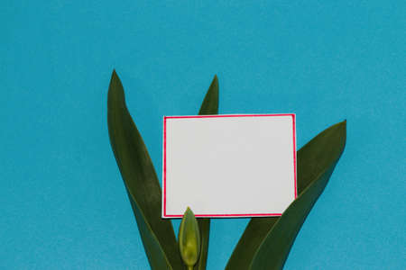 white blank card in green leaves on a blue background, creative summer design, minimal composition,...