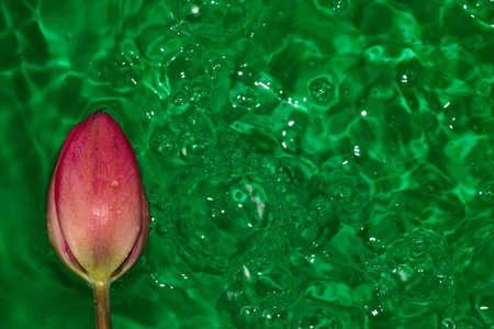 pink flower head on water green ripple abstract background, creative summer design, emerald color, lots of bubblesの写真素材