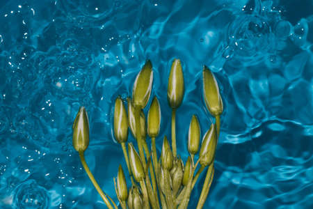 abstract blue water background with green plant, creative summer concept, ripple waterの写真素材