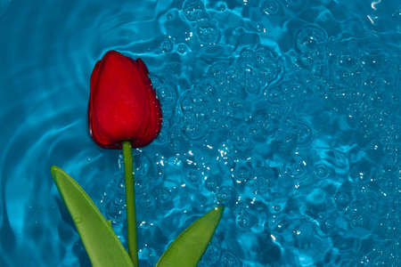 red flower head ripple water, creative blue summer composition, modern designの写真素材