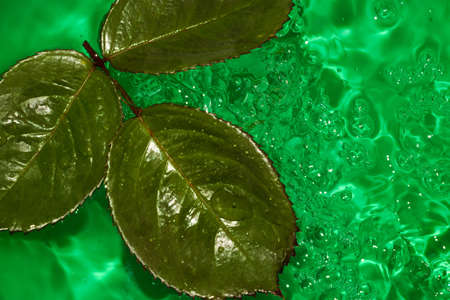 three rose leaves in emerald green ripple water, abstract natural summer designの写真素材