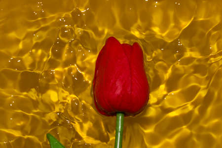 yellow water with red flower head, creative summer backgroundの写真素材
