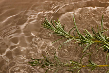 rosemary in ripple gold water, abstract idyllic scene, summer designの写真素材
