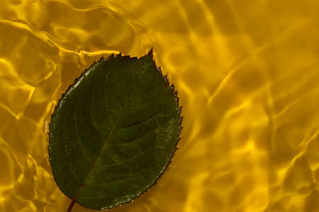rose leaf in yellow water, abstract summer natural designの写真素材