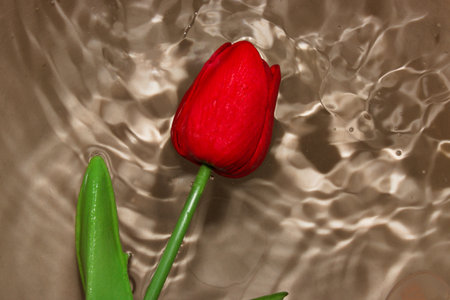 golden water with red flower head, creative summer backgroundの写真素材