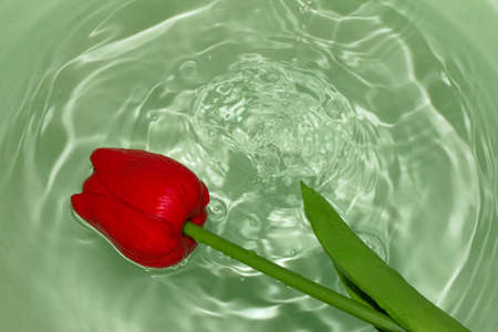 red flower head in clear green water, creative summer design, romantic viewの写真素材