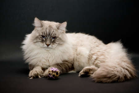 Beautiful cat with toy の写真素材
