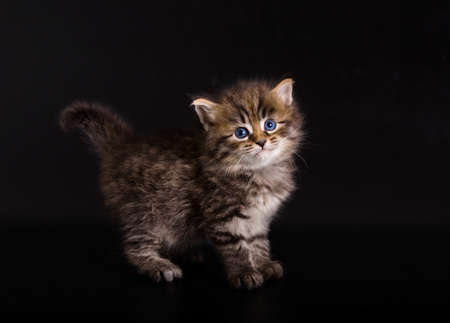Siberian kitten on the black backgroundの写真素材