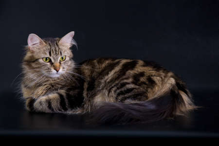 Siberian cat on the black backgroundの写真素材
