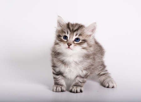 Silver siberian kitten on the white backgroundの写真素材
