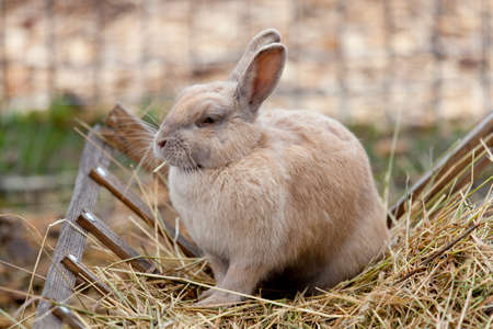 Rabbit eats hay, pet, manual beige furry