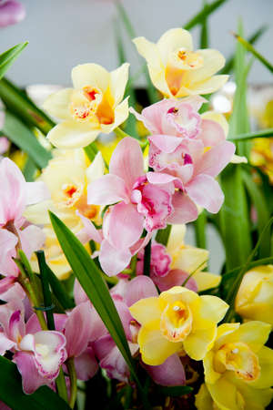 Many pink and yellow orchids, green leavesの写真素材