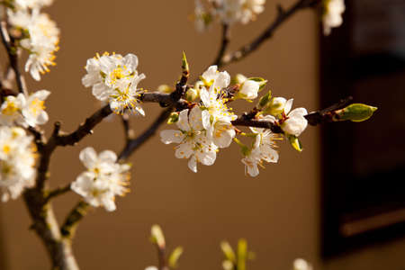Flowering branch of apple close-up with white flowers