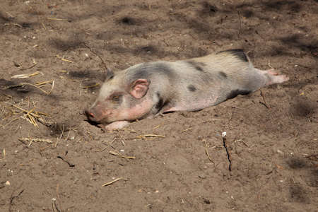 pig lying on the ground, in the dustの写真素材