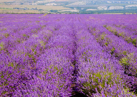 Flowering lavender growing in straight rows leaving into the distanceの写真素材